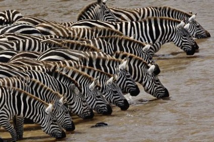 Fapte curioase despre zebre