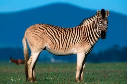 Kíváncsi tényeket zebrák