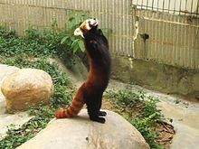 Мала панда - це