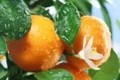 Mandarin dieta slăbire meniu pentru 3 și 7 zile, comentarii