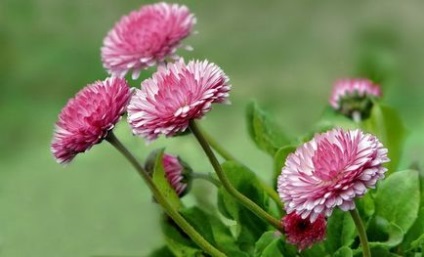 Margarete, reproducere, îngrijire, plantare în sol deschis