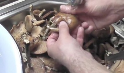Ciuperci ciuperci pentru iarnă, fără rețete de sterilizare, cât de repede să murăm ciupercile din casă