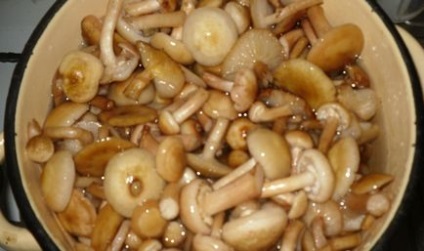 Ciuperci ciuperci pentru iarnă, fără rețete de sterilizare, cât de repede să murăm ciupercile din casă