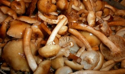 Мариновані опеньки на зиму без стерилізації рецепти, як швидко замаринувати гриби в домашніх