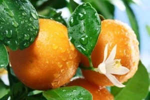 Mască pentru față de la rețete de gătit mandarin