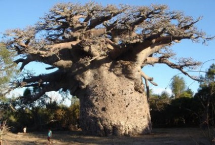 Ulei de baobab pentru silueta și sănătatea părului