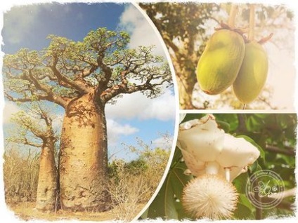 Ulei de baobab - proprietăți utile și toate rețetele