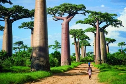 Ulei de baobab - proprietăți ale unui ulei minunat și aplicație în cosmetică