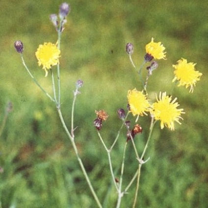 Miere de scroafă (galben, roz), timp de înflorire, fotografie