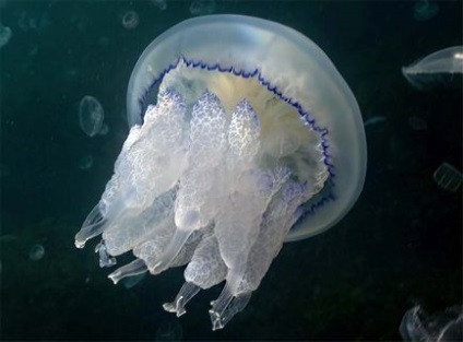 Медуза корнерот - дайвінг в Севастополі занурення для початківців навчання дайвінгу