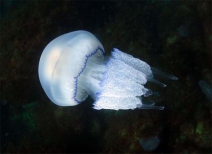 Medusa kornerot - scufundări în scufundări Sevastopol pentru formarea de scufundări pentru începători