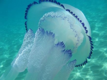 Медуза корнерот (rhizostoma pulmo)