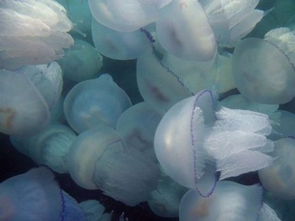 Медуза корнерот (rhizostoma pulmo)