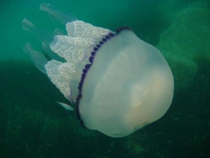 Medici de rădăcină de meduze (rhizostoma pulmo)