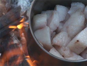 Ведмежий жир - склад, показання до застосування, рецепти, протипоказання