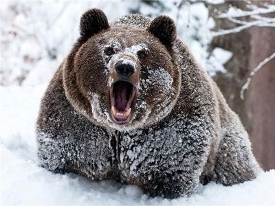 Bear мазнини - състава, указания, предписания, противопоказанията