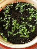 Mesembryanthemum - növekvő magról