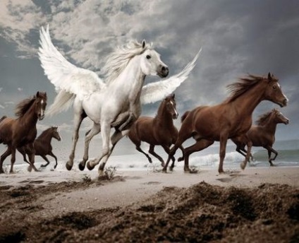 Animale miioase Pegasus - site despre cai