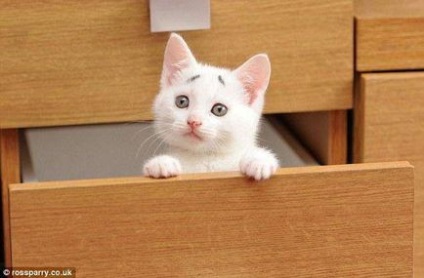 Милий стурбовано-здивований кошеня (confused kitten)