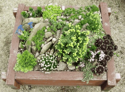 Mini Rock Garden, idei frumoase pentru o grădină