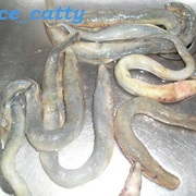 Lamprey sült recept fotókkal (sült) Lamprey sült recept fotókkal