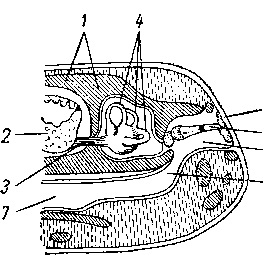 М'язова і нервова система земноводних