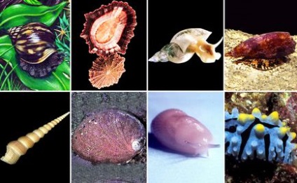 Varietatea moluștelor este o biologie deschisă