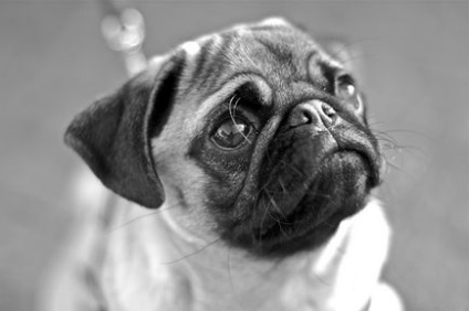 Мопс фото, опис породи собак, характер, харчування і ціни