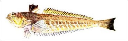 Морські дракончики (trachinidae) риби-змії, розміри щічні шипи спосіб життя дракончиків