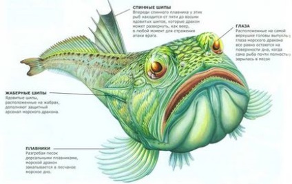 Dragonii de mare pești otrăvitori și consecințele mușcăturii lor