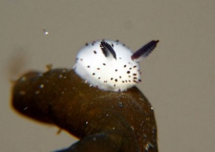 Sea Bunny