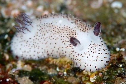 Sea Bunny