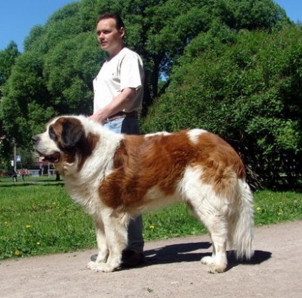 Fotografie de câine de pază din Moscova, descrierea rasei, natura gărzii de la Moscova