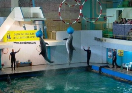 Московський дельфінарій