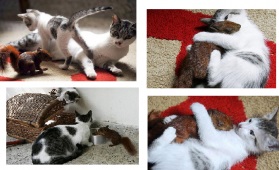Mosás a macskák - Szfinx krysik