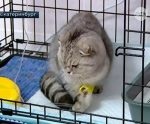 Mosás a macskák - Szfinx krysik