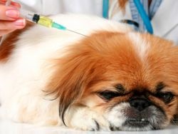 Pot să vaccin un câine