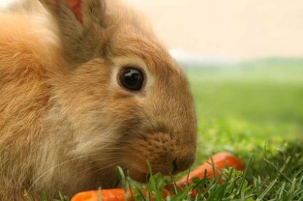 Poate iepurii să mănânce morcovi