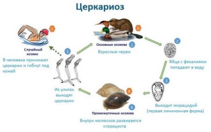 Чи можна купатися у водоймах, де купаються качки