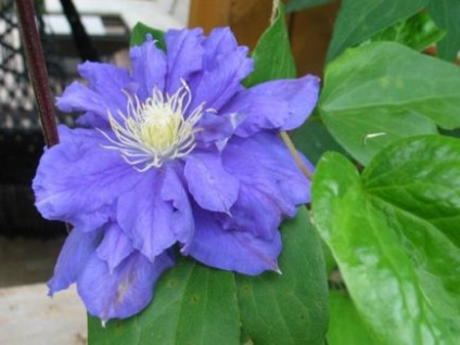 Mulchingul de sol sub clematis