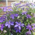 Mulchingul de sol sub clematis