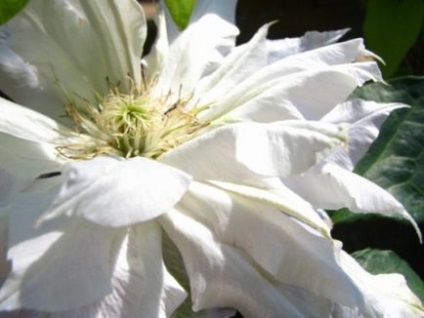 Mulchingul de sol sub clematis