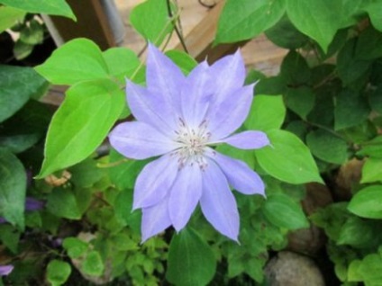 Mulchingul de sol sub clematis