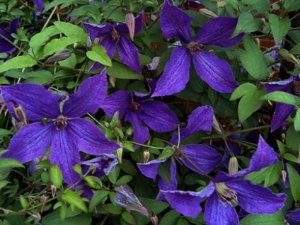 Mulchingul de sol sub clematis