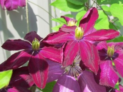 Mulchingul de sol sub clematis