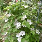 Mulchingul de sol sub clematis