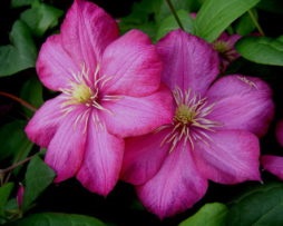 Mulchingul de sol sub clematis