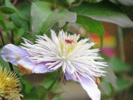 Mulchingul de sol sub clematis