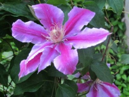 Mulchingul de sol sub clematis