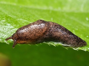 Kártevők megszabadulni a csigák a kertben, a kert és nyaraló